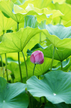 蓮の花と蓮田(2)