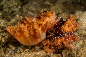 octopus fish