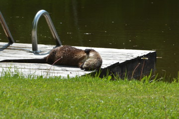 North American RIver Otter © Carol Hamilton