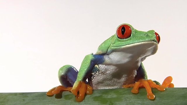 Red-Eyed Green Tree Frog Shifts Position On Green Branch