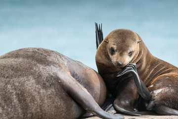 Seal colony at Phillip Island, Victoria