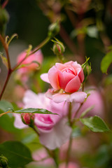 Pink blooming rose with rose buds in background