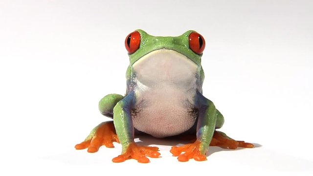 Red-Eyed Green Tree Frog On White Surface Breathing