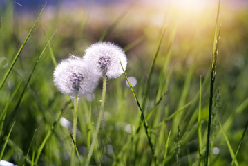 Fluffy white dandelions in grass background in the morning sunlight from behind. Selective focus. Beautiful nature background and wallpaper concept.