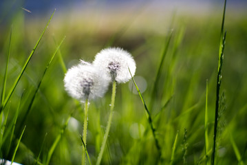 Fluffy white dandelions in grass background in the morning sunlight. Selective focus. Beautiful nature background and wallpaper concept.