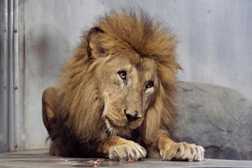 The big male cute lion sitting on the floor in zoo. He is resting after had a meal and looking forward to his left making face look like having some question