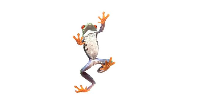 Shot From Underneath, Red Eyed Green Tree Frog Walking On Clear Surface Toward Top Of Frame