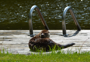 North American River Otter © Carol Hamilton