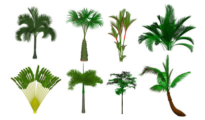Fototapeta na wymiar set of palm trees isolated on white background