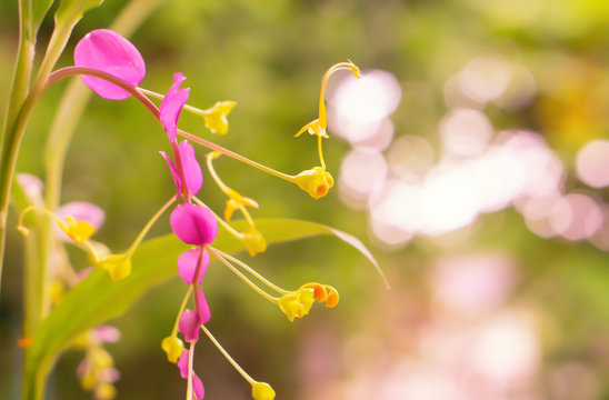 Globba winitii  flowers  blooming  look like swan animal  ,spring nature wallpaper background