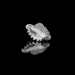 Seashells reflection in black and white