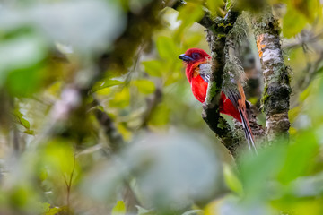 Brightful red Red-headed Trogon perching on a perch in a jungle