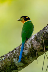 Colorful Long-tailed Broadbill perching on a perch with blur yellowish green background