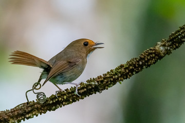 Cute and tiny Rufous-browed Flycatcher perching on a perch with tail pointing up