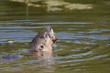 Obraz premium River Otter