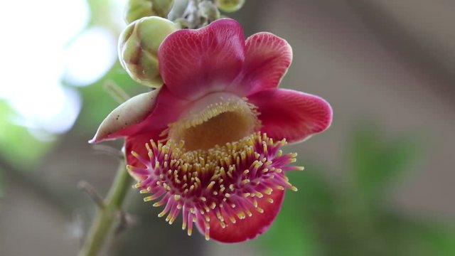 This flower is from the Canonball tree in Thailand. The flower last only a short time but it very pretty when it comes out. The tree flowers at the beginning of the rainy season.