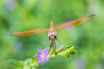 Dragonfly on a branch with a green bokeh