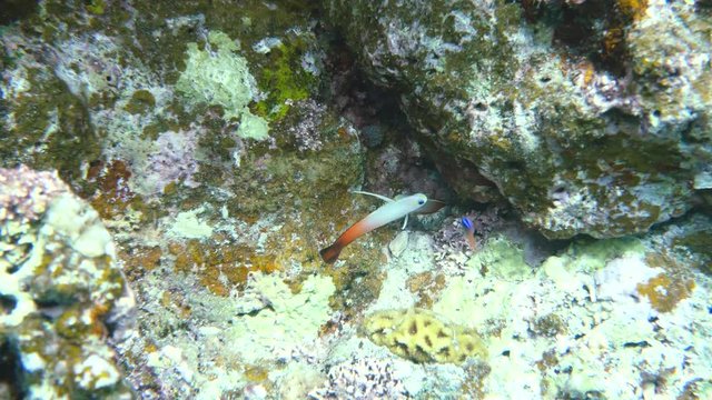 Okinawa,Japan-June 1, 2019: A pair of Nemateleotris magnifica, the fire goby, fire fish, fire dartfish, red fire goby or hatatate haze near Ishigaki island