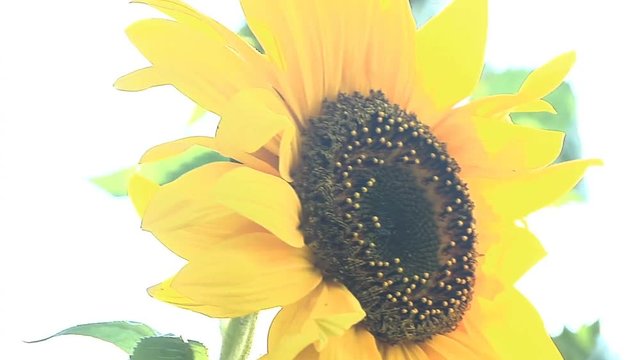 Over-Exposed Sunflower Facing Sun Flowing In Wind