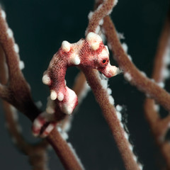 Denise's pygmy seahorse (Hippocampus denise). Underwater macro photography from Romblon, Philippines