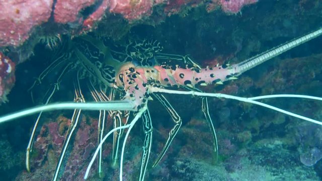 Okinawa,Japan-June 1, 2019: A big lobster hiding in a lee of a rock near Ishigaki island, Okinawa. 10 meters under water.
