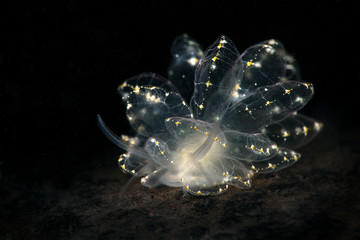 Elegant Butterfly Slug (Cyerce elegans). Underwater macro photography from Romblon, Philippines
