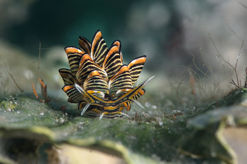 Nudibranch Cyerce sp. Underwater macro photography from Romblon, Philippines