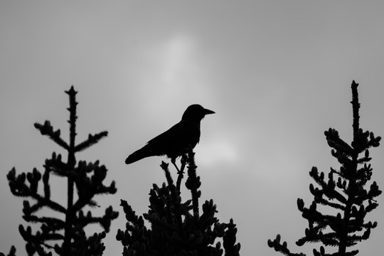 silhouette of bird on a branch