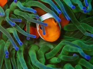 Closeup and macro shot of Western Clownfish or Anemonefish during leisure dive in Tunku Abdul...
