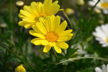 Yellow Flower in the Garden