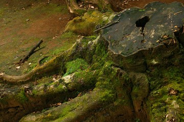 初夏、渓谷のハイキングコース