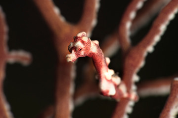 Denise's pygmy seahorse (Hippocampus denise). Underwater macro photography from Romblon, Philippines © Oksana