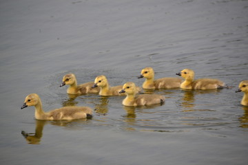 Canadian Goslings out for a Swim