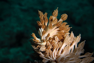 Nudibranch Phyllodesmium rudmani -  master of camouflage. Underwater macro photography from Romblon, Philippines