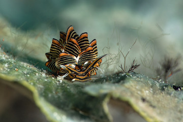 Nudibranch Cyerce sp. Underwater macro photography from Romblon, Philippines