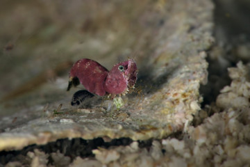 Shrimp Thorella cobourgi. Underwater macro photography from Romblon, Philippines	