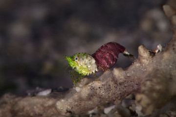 Shrimp Thorella cobourgi. Underwater macro photography from Romblon, Philippines	