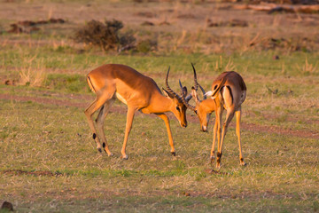 Impala playing