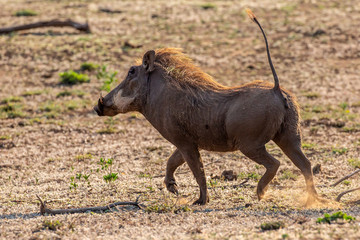 Fototapeta premium warthog