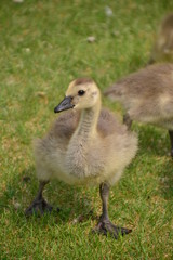 Canadian Gosling