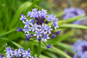 青い花　シラーベルビアナ