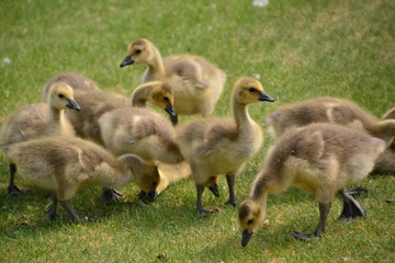 A Gaggle of Canadian Goslings