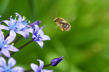 青い花とミツバチ