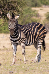 zebra