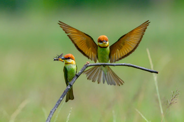 The cuteness of birds that are mating, Chestnut-headed Bee-eater
