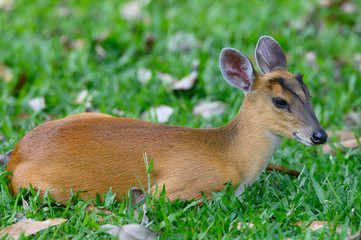Barking deer or Muntjac is resting after being over from living.