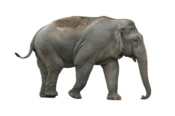 Obraz premium Samiec słonia bez kłów na białym tle