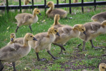 Canadian Goslings