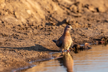 bird at waterhole