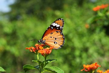 Fototapeta na wymiar Plain tiger or African monarch (Danaus chrysippus ) butterfly seeking nectar on Ziziphus oenoplia blossom with natural green background, Orange with white and black color pattern on wing of insect
